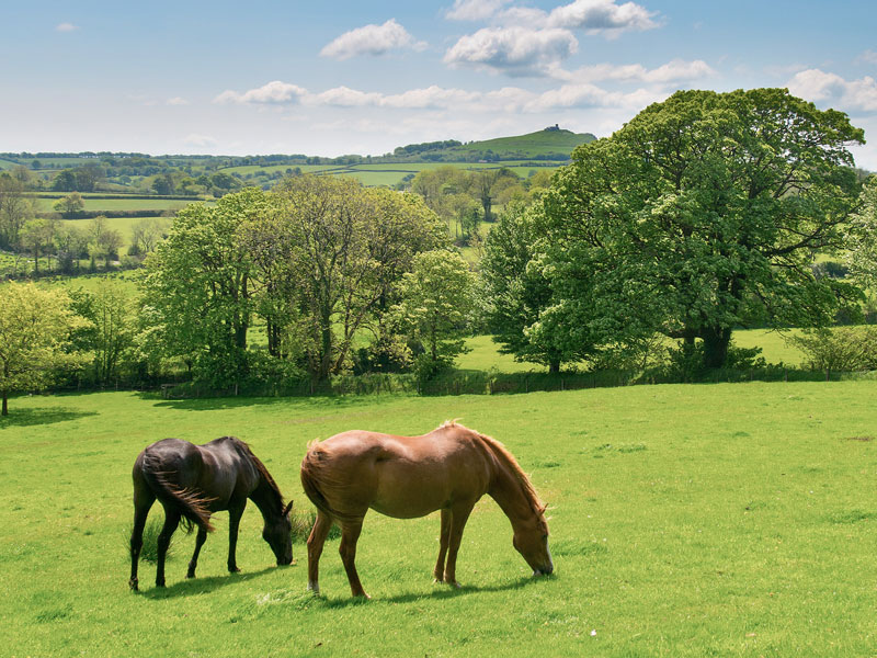 burniville-horses